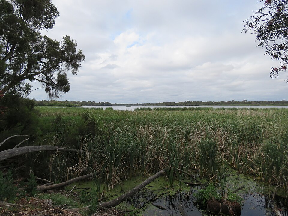 Wetland reeds and trees beside Bibra Lake