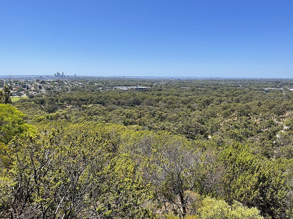 Bush canopy and Perth skyline from Reabold Hill