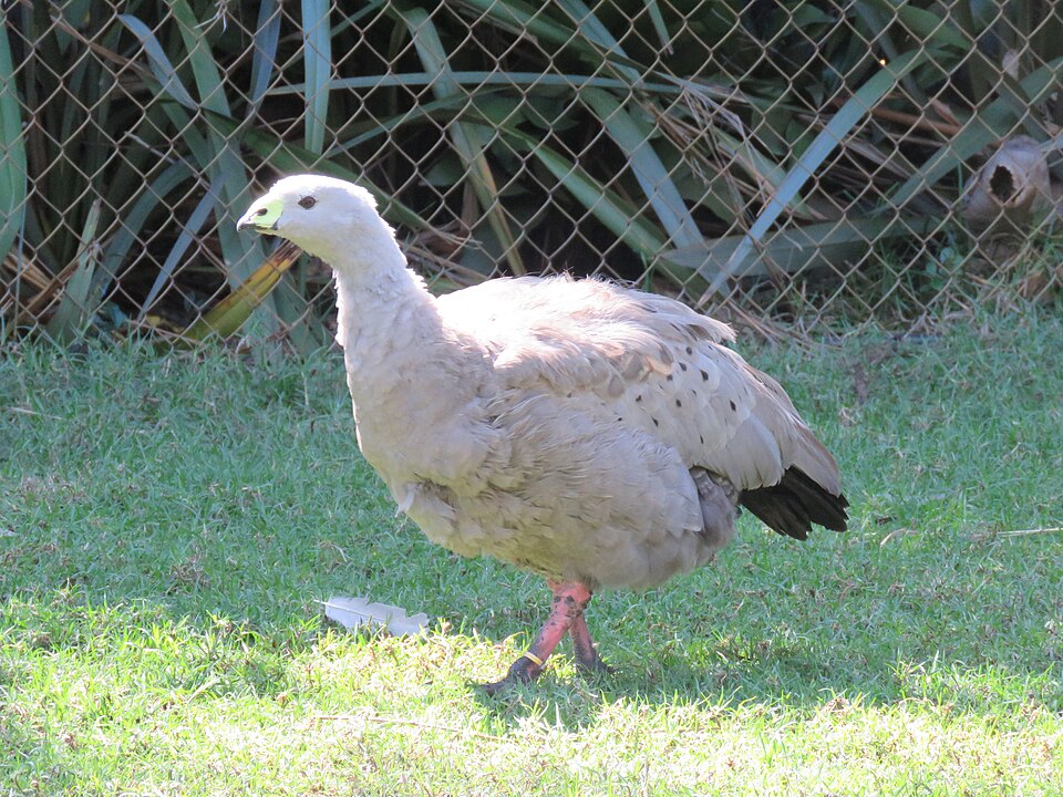 A Cape Barren goose photographed at Caversham Wildlife Park.