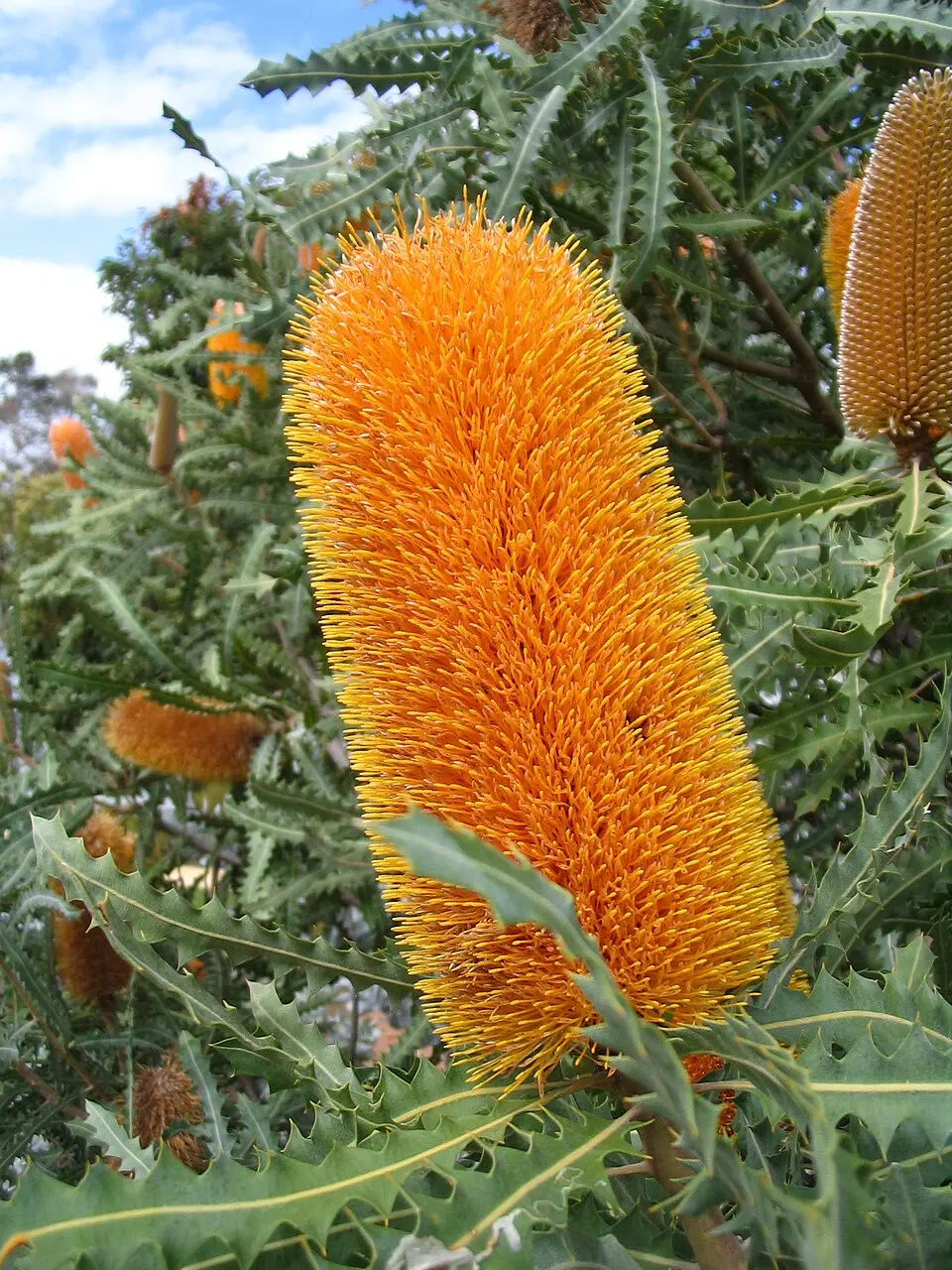 Orange flower spike of Ashby's banksia in Kings Park
