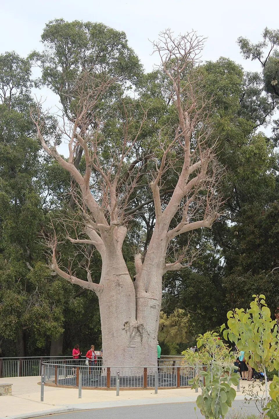 Gija Jumulu giant boab tree in Kings Park