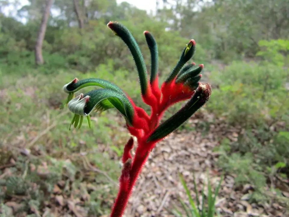 Red and green kangaroo paw flower at Kings Park