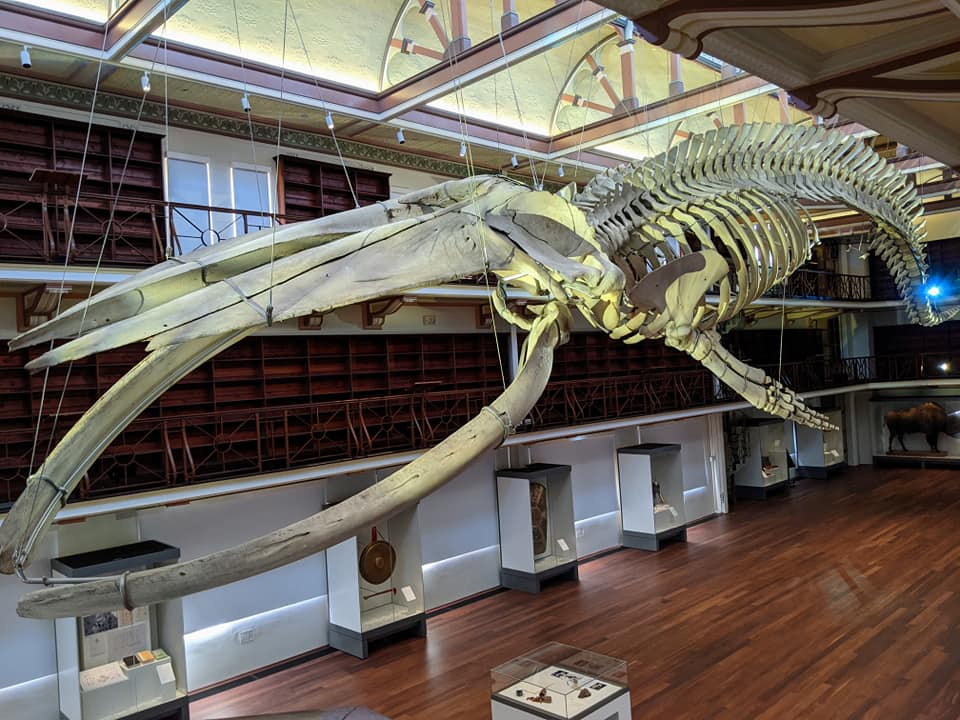 Otto the blue whale skeleton suspended inside Hackett Hall at WA Museum Boola Bardip