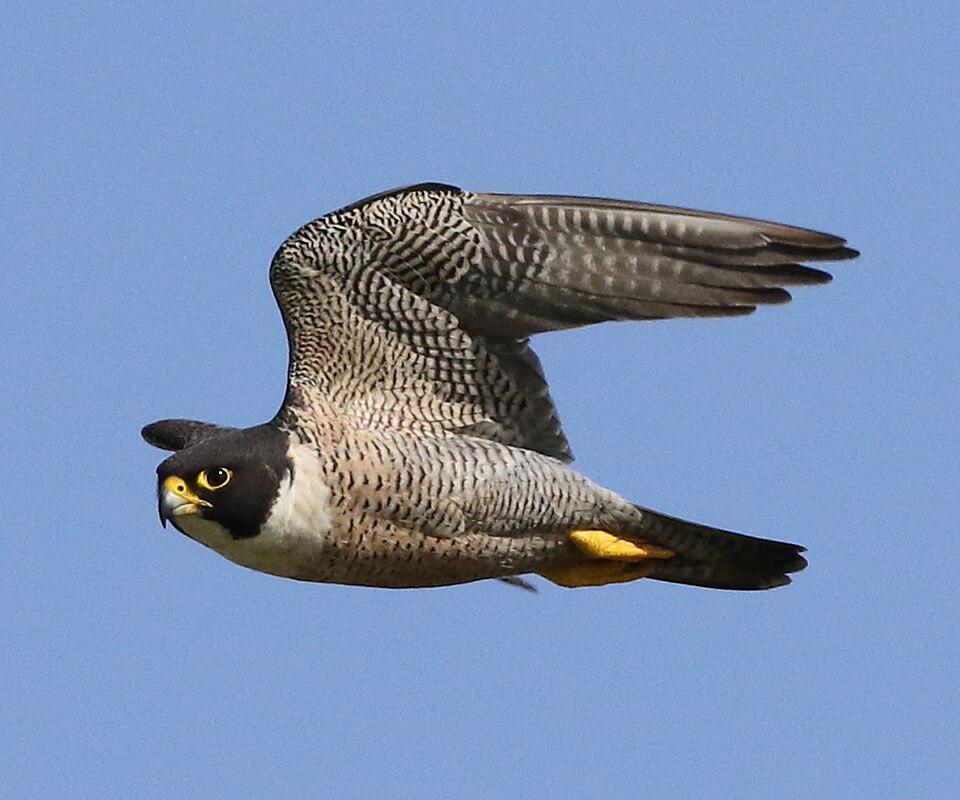 Peregrine falcon in flight against a clear sky