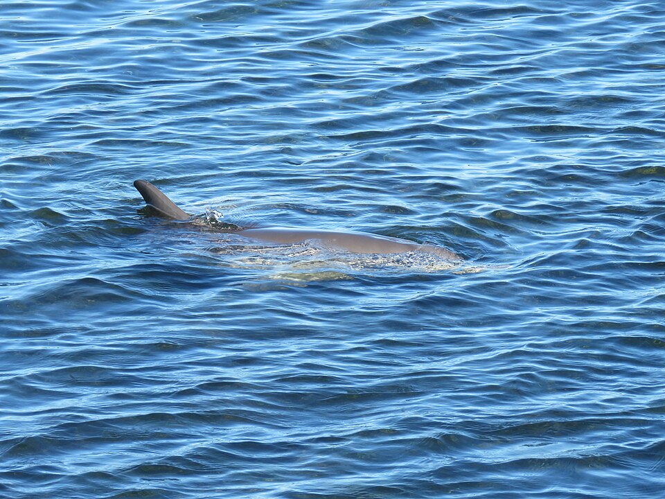 Bottlenose dolphins surfacing in water near Mersey Point