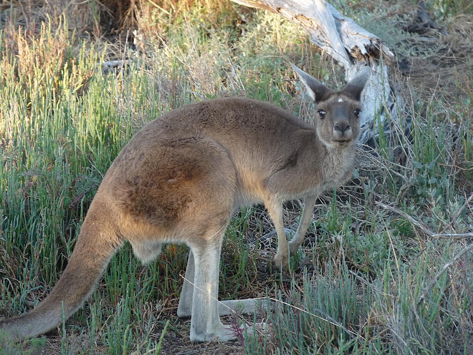 Kangaroo standing in bushland on Heirisson Island