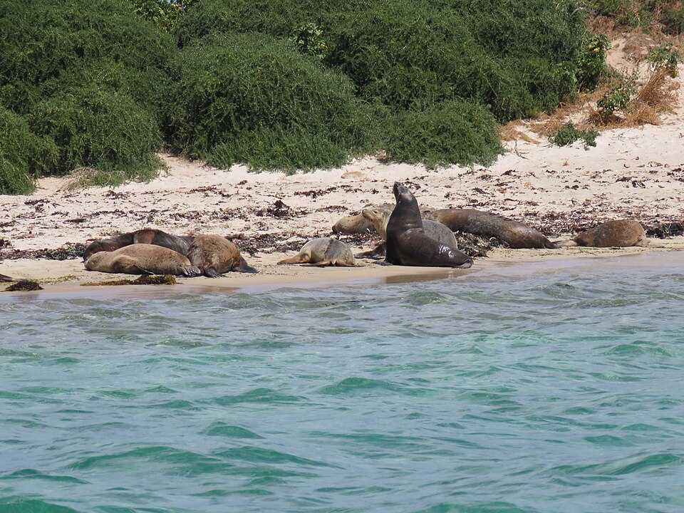 Sea lions resting on a low sandy island beside turquoise water