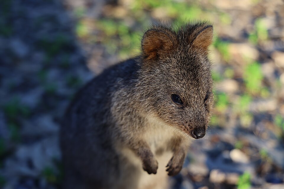 A quokka on Rottnest Island with green plants in the background