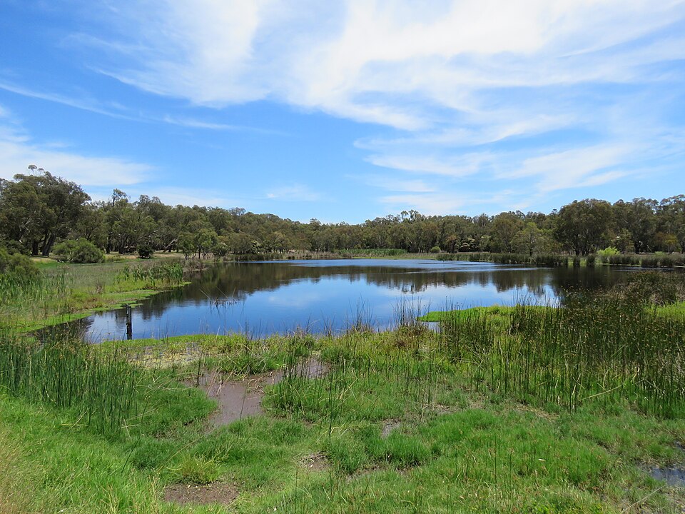 Still water and trees at Perry Lakes Reserve