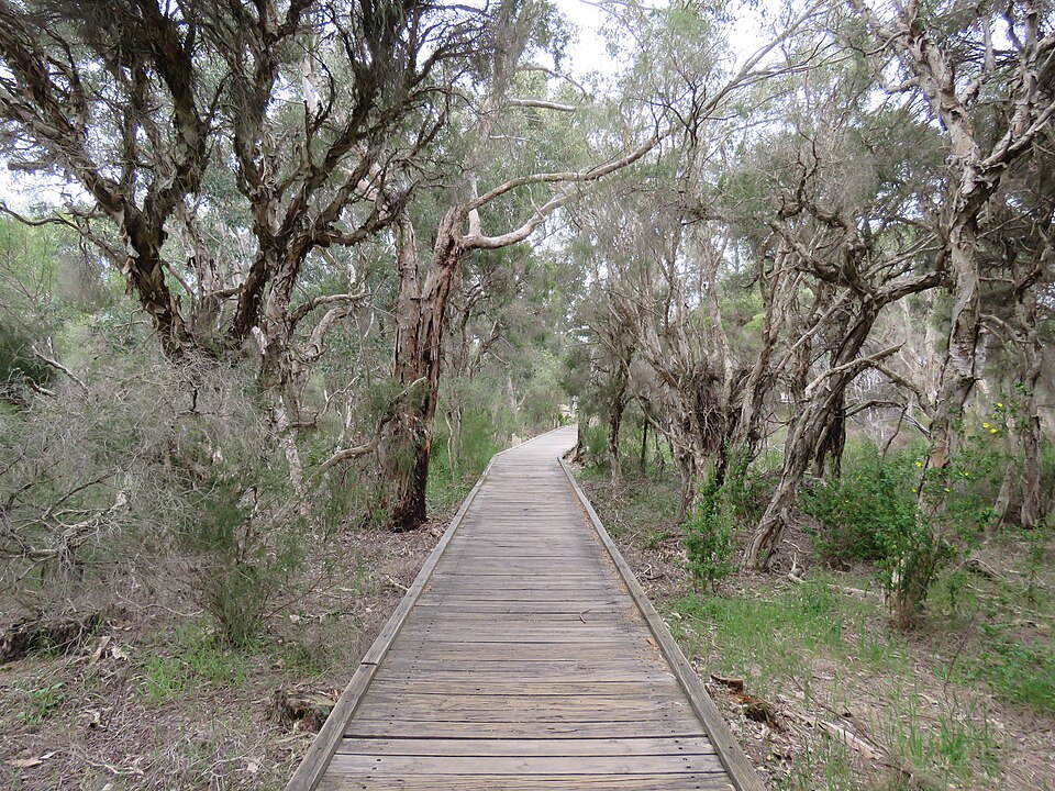 Timber boardwalk under trees at Piney Lakes Reserve