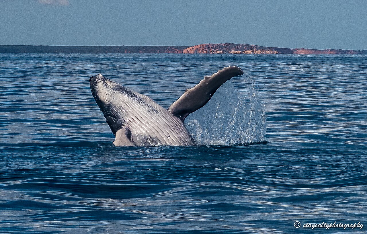 Juvenile humpback whale breaching in Shark Bay Marine Park, Western Australia.
