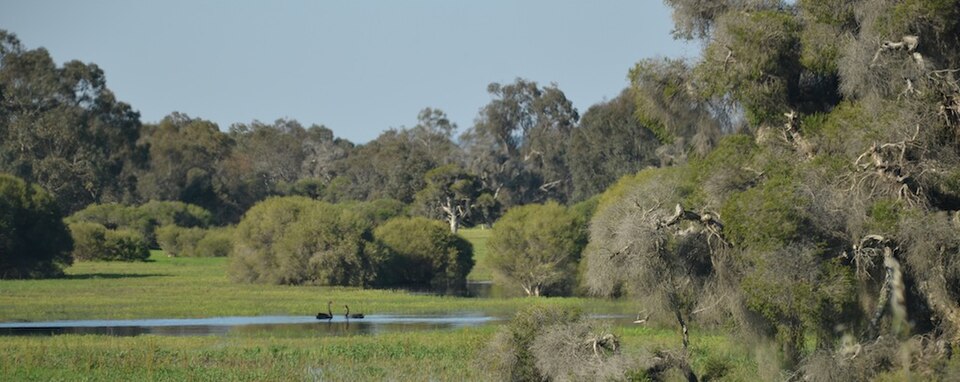 Bush-fringed water at Whiteman Park